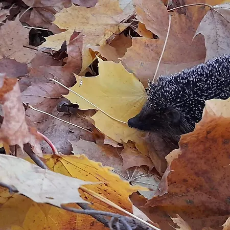 Kieszonka Dla Singla 크라쿠프