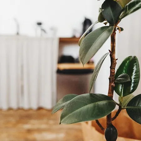 Apartamento Kieszonka Dla Singla
